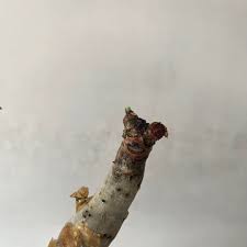 Image result for Cyphostemma stenolobum