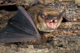 Fledermäuse sind niemals aus sich heraus aggressiv noch angriffslustig. Fledermause Im Kamin Das Hilft