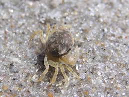 Image result for Hippocratea ritschardii