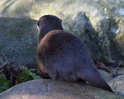The Daily Otter Otters Cute Animals Baby Animals