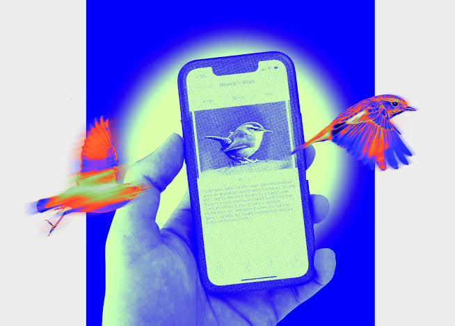 I Can't Stop Using Cornell's Free AI-Powered Merlin Bird ID App