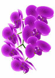 Pin By Jessica Worn On Purple Orchids Flower Clipart Vanda Orchids