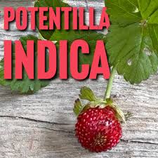 Image result for Duchesnea indica