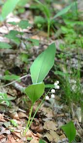 1ermai rime avec muguet ! Muguet Une Vie Entre Clone Et Sexe Zoom Nature