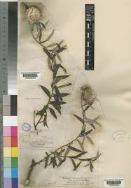 Image result for Dicoma anomala