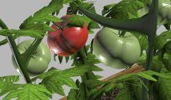 Tomato Plant 3d Models Stlfinder Highly detailed 3d model of tomato fruits in cinema 4d, 3ds max format , with all textures shaders, materials. stlfinder