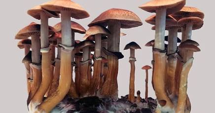 Wild-type Psilocybe cubensis physical structure, AI generated