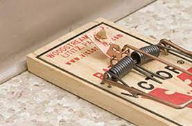 Check spelling or type a new query. 7 Mouse Trap Mistakes You Re Making