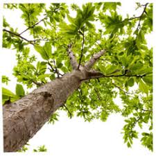 Da dies situativ beurteilt wird, wann ein baum fällen erlaubt wird, sollten sie sich deshalb diesbezüglich in ihrer gemeinde genaue erkundigungen und informationen einholen, von wann bis wann das fällen und abholzen bewilligt wird. Ist Es Erlaubt Einen Obstbaum Zu Fallen Gedanken Parshah