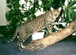 At maturity, an average bengal female will weigh between 8 keyword : Enchantedtails Bengal Cats Information History And Photos About Bengal Cats