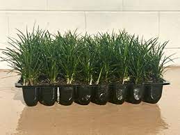 Complete Guide To Mondo Grass How To Grow Care For It