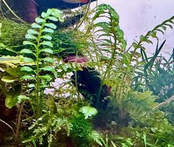 Image result for Crepidomanes