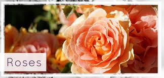 The best part about jj's house wedding flowers is that we always aim to bring you the highest quality—without charging for you the highest quality. Tying The Knot The Big Guide To Types Of Wedding Flowers Kremp Florist Blog