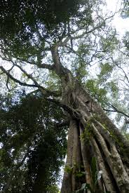 Image result for Ficus chirindensis