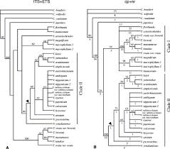 Image result for Schizostephanus alatus
