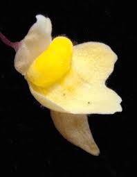 Image result for Utricularia tortilis