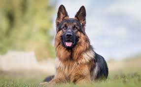 It is very important that you take the time to make sure that your german shepherd puppy is comfortable around human beings of all ages and. Mwx V66jsnr6jm
