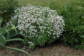 It is found primarily in the mississippi valley and great plains from saskatchewan south to texas and florida, with isolated populations in the eastern united states. Jim Crockett Boltonia 1 Lurvey Landscape Supply