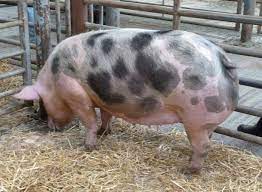 Welcome To The Popplewells Heard Of Pedigree Pietrain Pigs Description From Pietrain-pigscouk I Searched For This On Bingcom Cute Piglets Pig Pig Farming