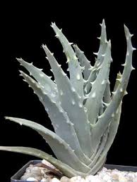 Image result for Aloe komatiensis