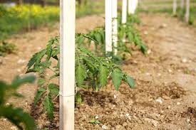 But, before you do, learn more exciting tricks on how to grow your tomato plants. How To Make A Tomato Trellis Diy Garden Solution