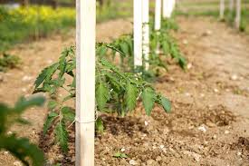 Tomato trellis vine trellis garden trellis garden planters metal trellis outdoor planters natural stone wall garden entrance metal yard art. Make A Tomato Trellis