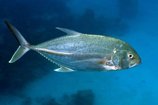 Caranx papuensis