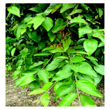 Image result for Phragmanthera usuiensis