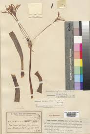 Image result for Ammocharis baumii