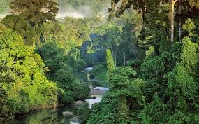 The Danum Valley In Sabah Malaysia The Heart Of Borneo An Island Within An Island I Most Beautiful Places Beautiful Places In The World Beautiful Places