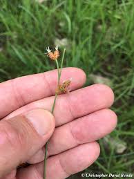 Image result for Fimbristylis