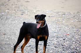 Do doberman get along with a rottweiler. Top 10 Awesome Doberman Mix Breeds Cross Breeds