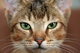 It's also worth contacting local shelters. 8 Fascinating Facts About The Abyssinian Cat The Dog People By Rover Com