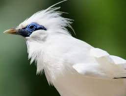 Keadaan flora dan fauna indonesia. Fauna Indonesia Fauna Asiatis Peralihan Australis Contoh