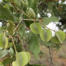 Image result for Combretum imberbe