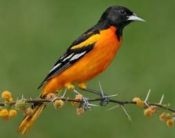 Water Birds Of North Georgia Baltimore Oriole Google Search Coastal Birds Common Birds Oriole Bird