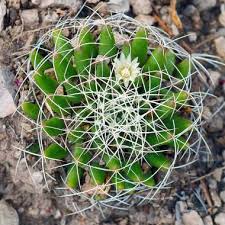 Did you scroll all this way to get facts about cactus lollipop? Mammillaria Decipiens Bird S Nest Pincushion Buy Seeds At Rarepalmseeds Com