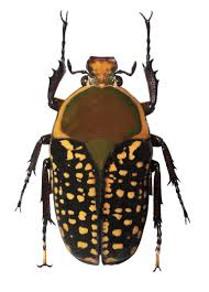 They have alarming colorations, such as black and yellow, that may make them seem dangerous. Brown And Black Beetle With Yellow Spots Photography By Owen Smith Saatchi Art