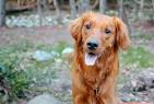 Golden Retriever - Wikipedia