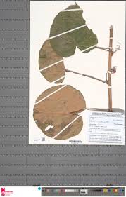 Image result for Adenia lobata