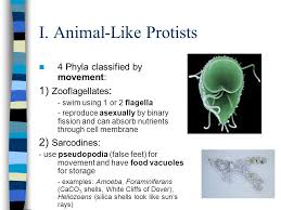 We did not find results for: Protista Kingdoms The Big Picture Kingdom Protista Animal Like Protists Plant Like Protists Fungus Like Protists Ppt Download