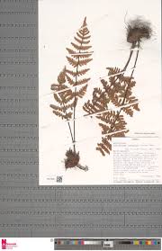 Image result for Pavetta redheadii