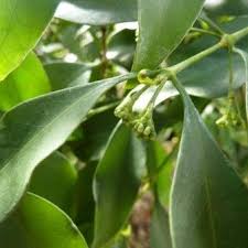 Image result for Coptosperma supra-axillare