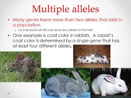 Dihybrid cross worksheet in rabbits, gray hair is. Chapter 11 Introduction To Genetics Ppt Download