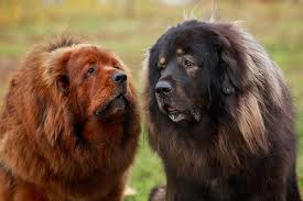 With his noble appearance, long coat, appealing colors, and beautiful tail, the tibetan mastiff is sure to be a conversation starter and traffic stopper as you walk. Tibetan Mastiff Dog Breed Information
