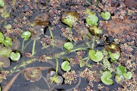 Image result for Heteranthera