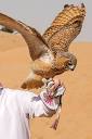 Falconry and Wildlife Safari in the Dubai Desert Conservation ...