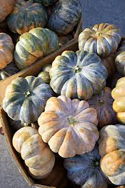 There are five common species of cucurbita: A Visual Guide To Different Types Of Pumpkins Martha Stewart