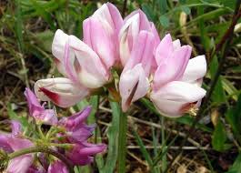 Crown vetch (securigera varia) a listed invasive plant in wisconsin. Crown Vetch Definition Und Synonyme Von Crown Vetch Im Worterbuch Englisch