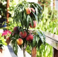 Be the first to write a reviewask questions. Bonanaza Patio Peach Trees For Sale Online The Tree Center